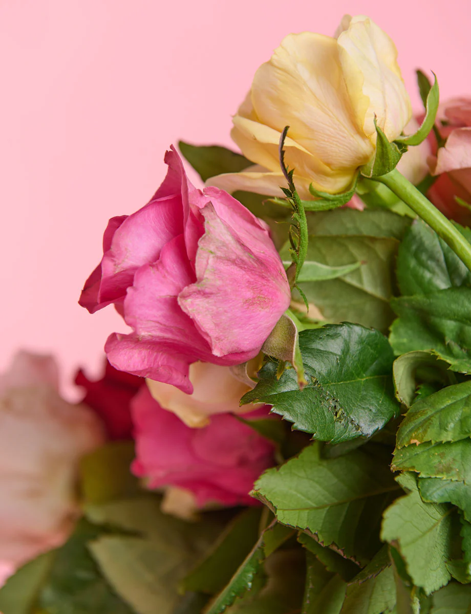 Be Mine Bundle - Image 6