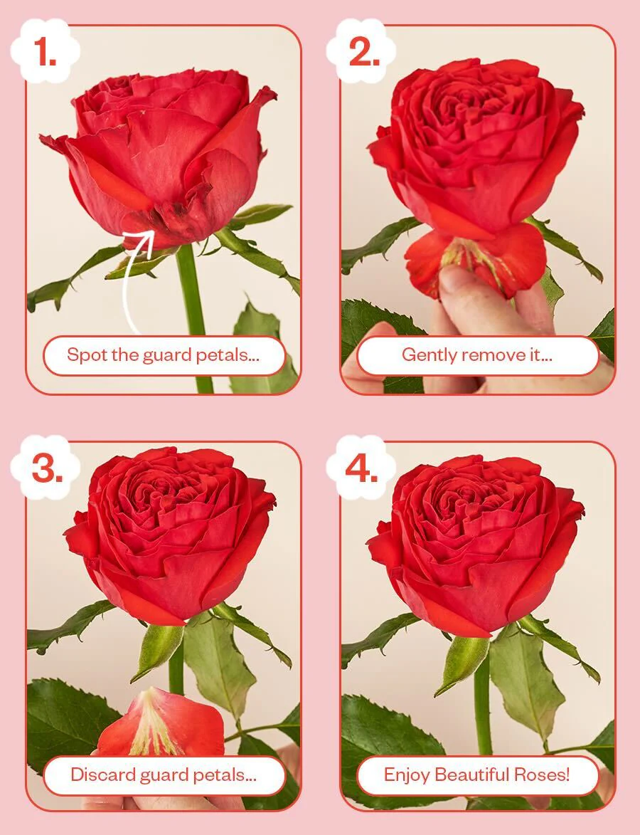 Be Mine Bundle - Image 5
