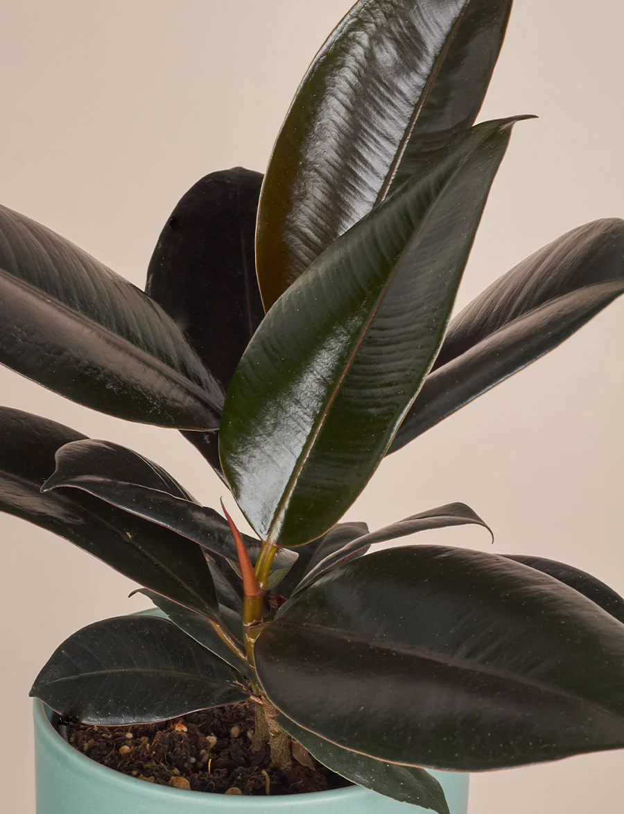 Ficus Elastica + a Pink Pot - Image 3