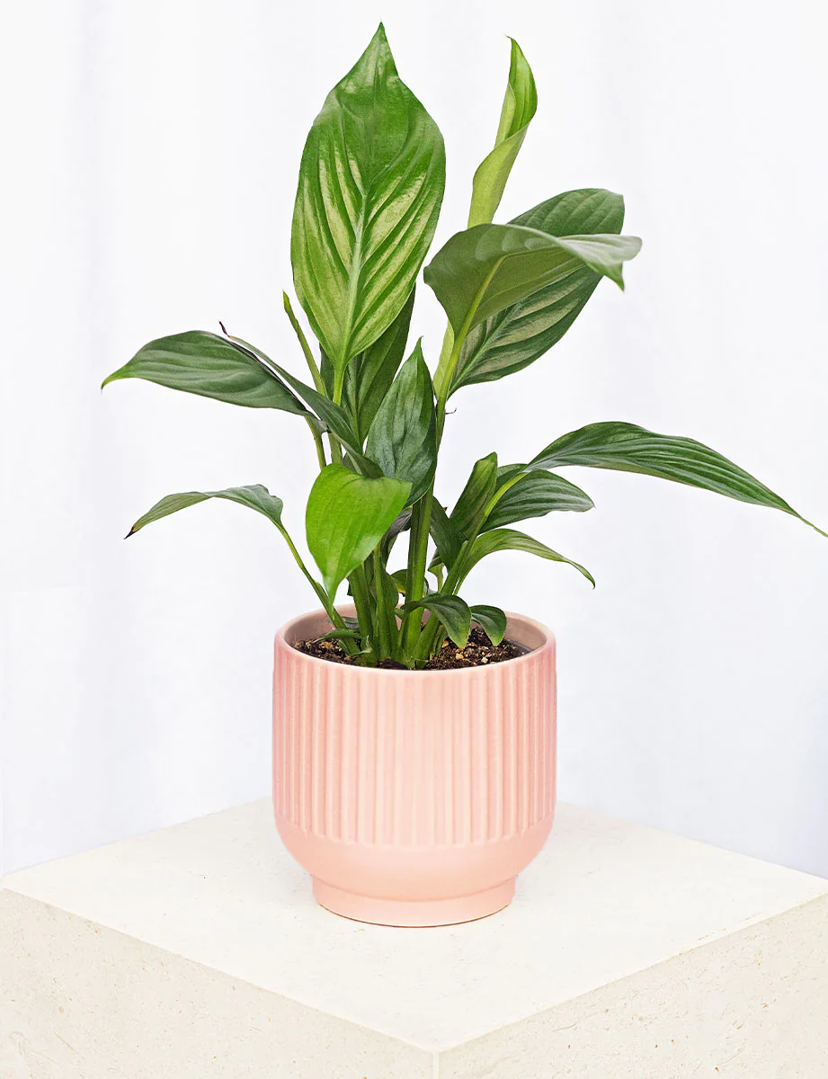 Green Thumb Bundle - Image 2