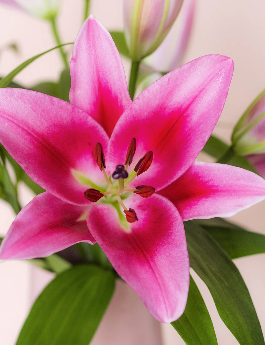 Oriental Lilies - Image 4