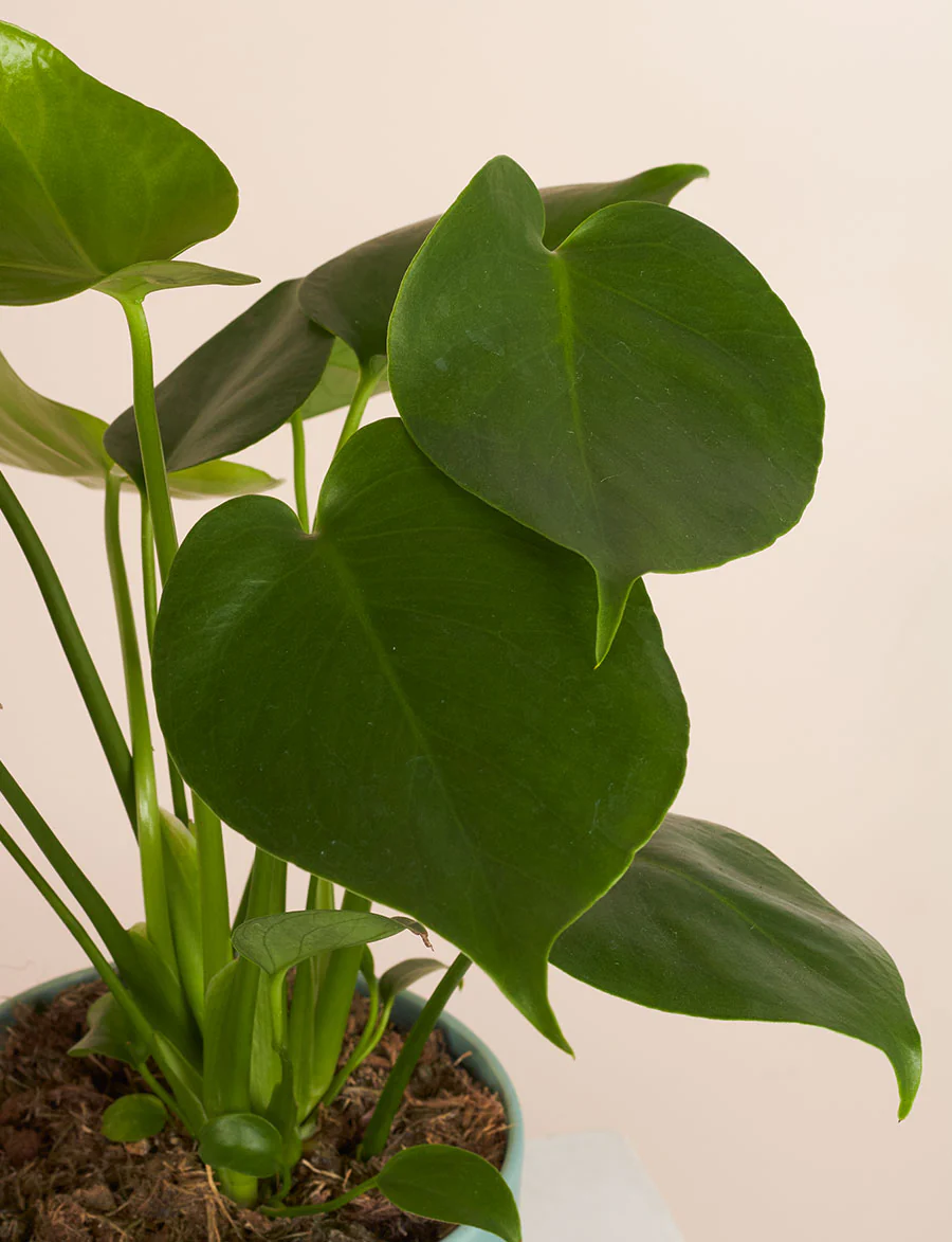 Monstera + a White Pot - Image 3
