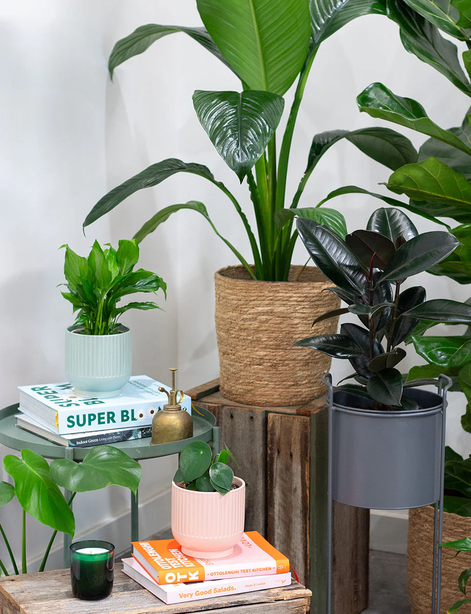 Monstera + a White Pot - Image 6