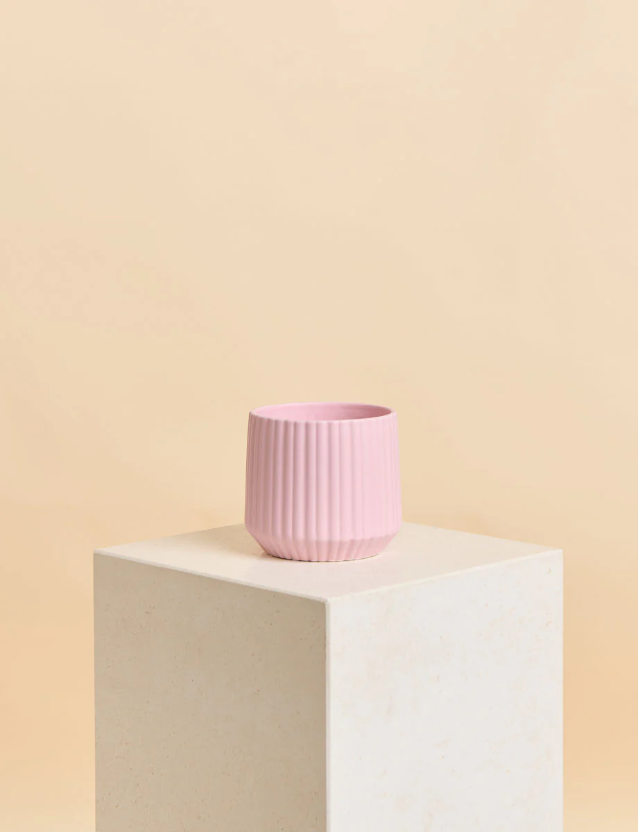 Peace Lily + a Pink Pot - Image 4