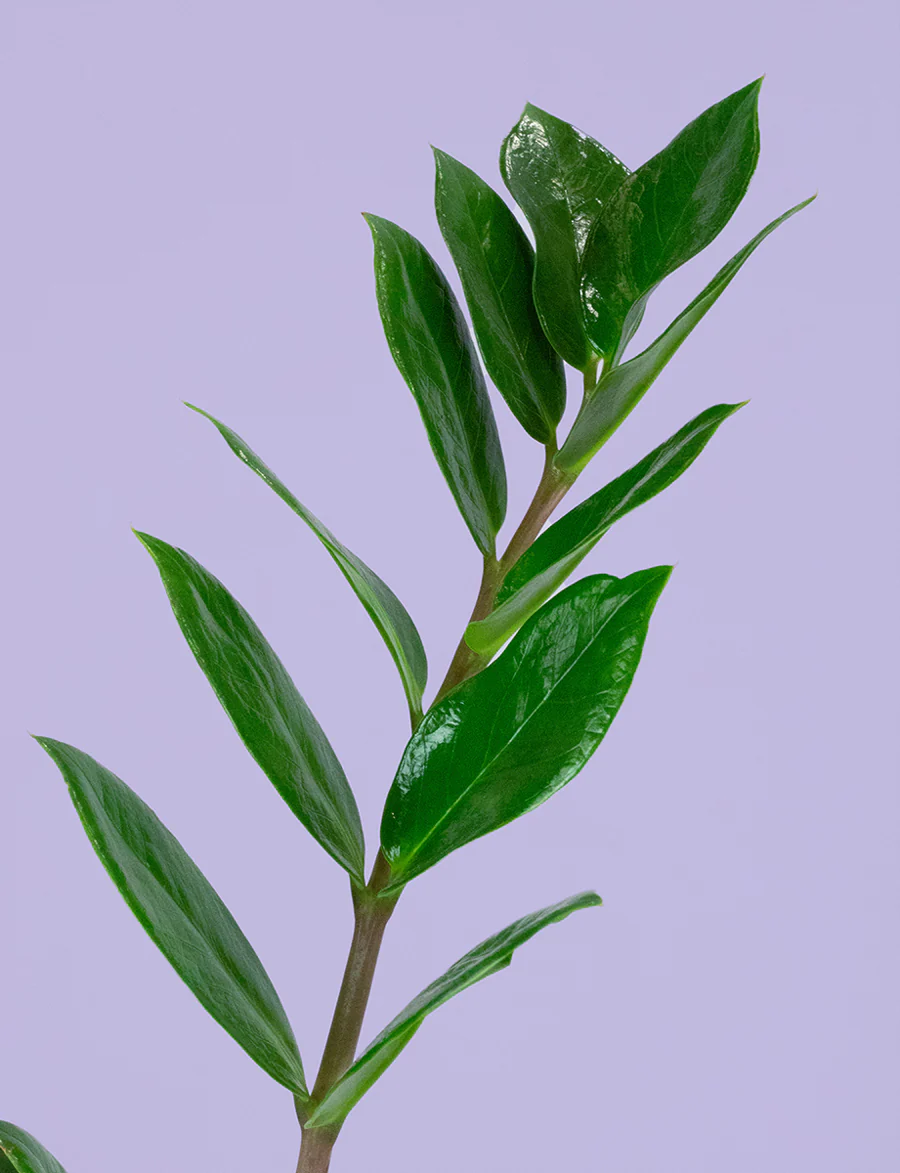 Zanzibar Gem Plant - Image 2