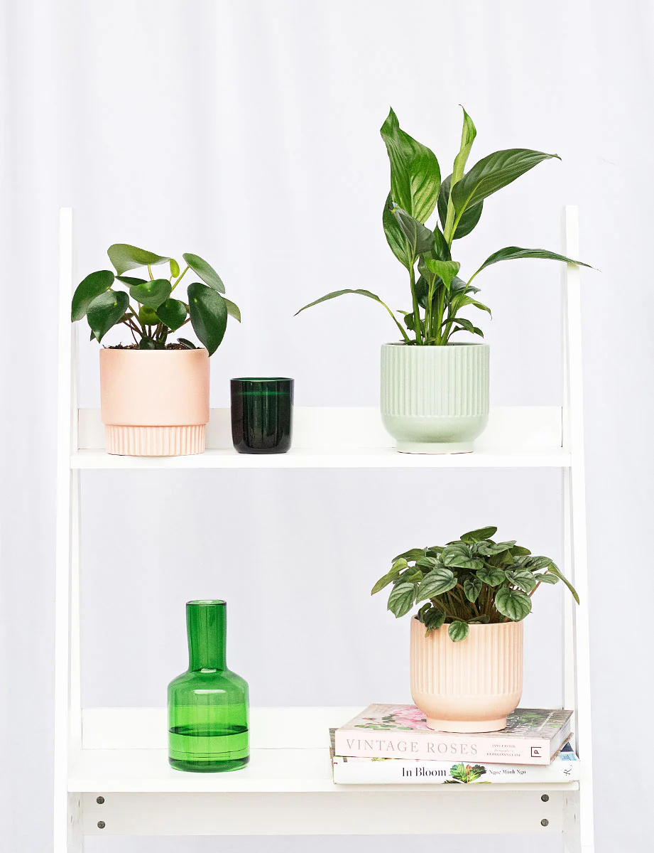 Zanzibar Gem Plant - Image 4
